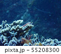 サンゴ礁 55208300