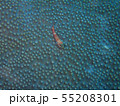 サンゴ礁 55208301