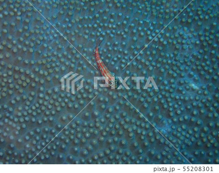 サンゴ礁 55208301