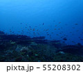 サンゴ礁 55208302