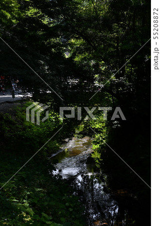 小川の流れる初夏の風景 小川の流れる初夏の風景 55208872