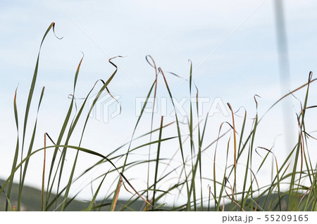 Natural photo with coastal reed leaves 55209165