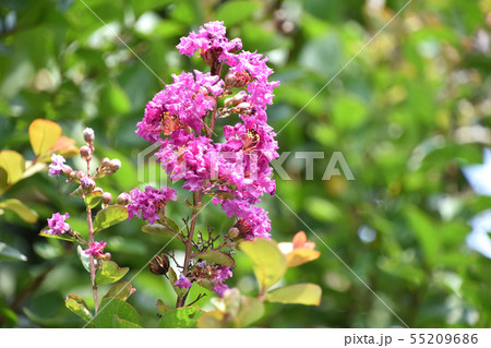 サルスベリの花 55209686