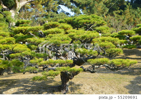 松の木･盆栽（栗林公園／香川県高松市） 55209691