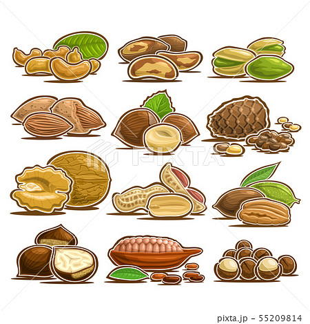 Vector set of Nuts 55209814