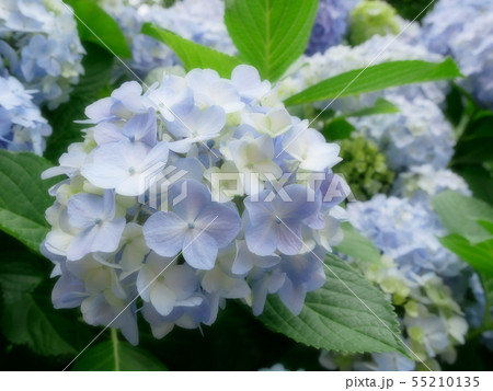水色の紫陽花５ 55210135