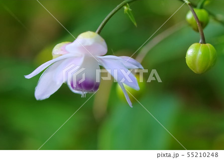 レンゲショウマ 55210248