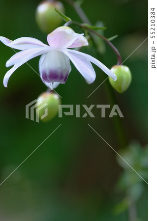 レンゲショウマ 55210384