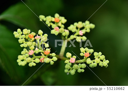 ヤブガラシの花 ヤブガラシの花 55210662