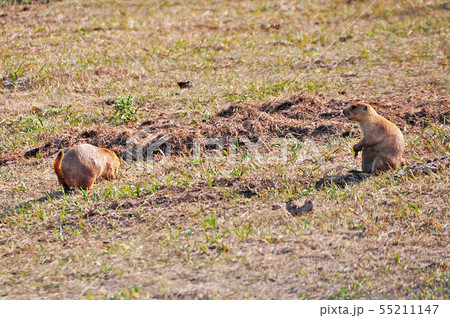 プレーリードッグ 55211147