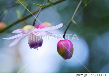 レンゲショウマ レンゲショウマ 55211151