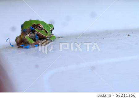 自動販売機の横のゴミ箱の上に居たアマガエル 55211356