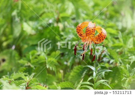 伊吹山に咲く可愛いコオニユリ 55211713