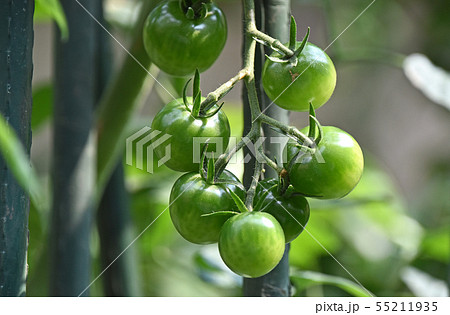 家庭菜園のミニトマト 55211935