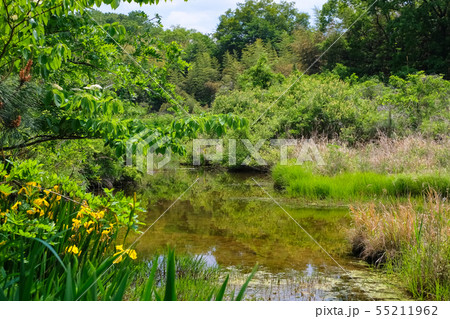 秩父 長瀞岩畳 四十八沼 55211962