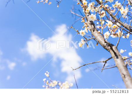 韓国 ソウル 仙遊島 55212813