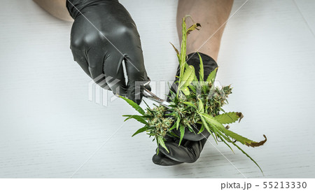 The person in the black gloves are trimming 55213330