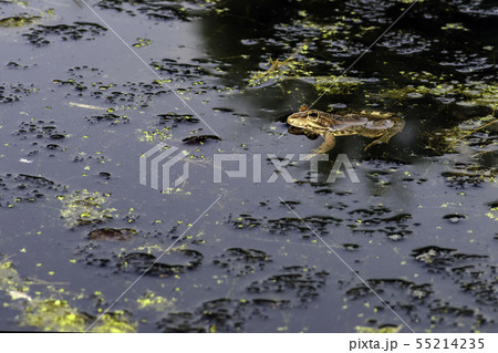 Common frog of Sardinia, present in the ponds in 55214235