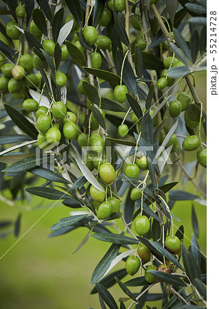 オリーブの実 オリーブの木の写真素材