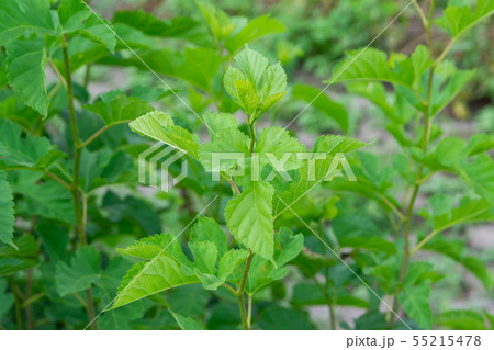 桑の葉 桑の葉 55215478