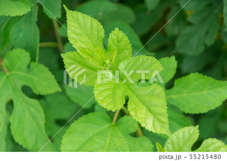 桑の葉 桑の葉 55215480