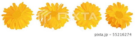 3d realistic marigold flower. Calendula isolated on white background. Top view. Vector illustrator 3d realistic marigold flower. Calendula isolated on white background. Top view. Vector illustrator 55216274