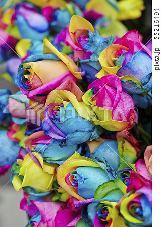 レインボーローズ 虹色のバラの写真素材
