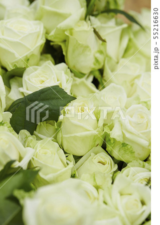 白いバラ 白いバラ 55216630
