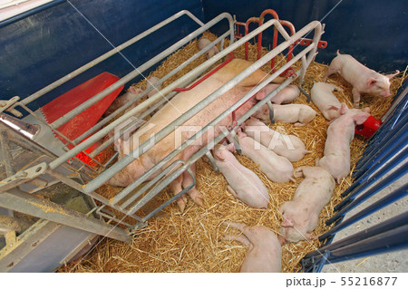 Pig Farm 55216877