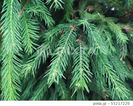 Closeup photo of the green pine tree  background 55217220