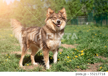 Photo of ginger dog on walk on lawn with dandelions in park 55217718