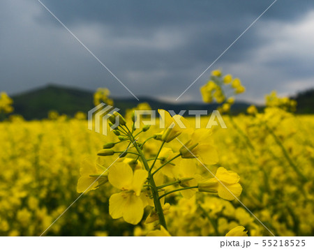 czech countryside yellow rape field agriculture 55218525
