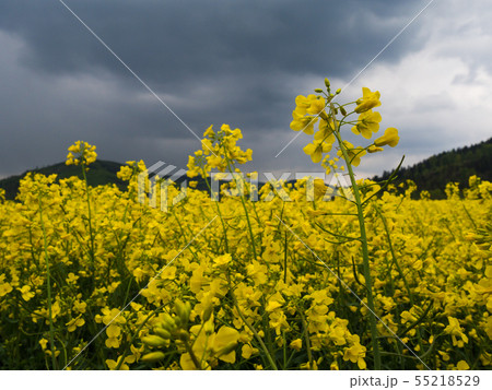 czech countryside yellow rape field agriculture czech countryside yellow rape field agriculture 55218529