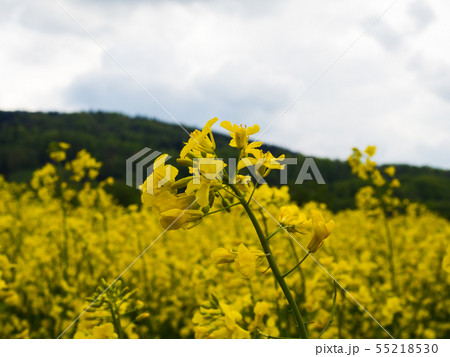 czech countryside yellow rape seed oil field count 55218530