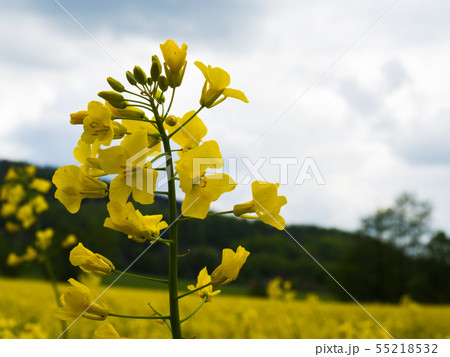 czech countryside yellow rape seed oil field count 55218532