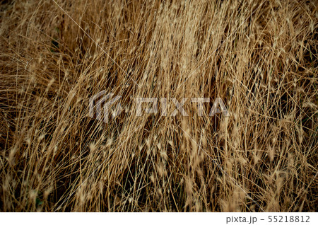 The texture of the grass, the herbs.Closely. Farm and botany. 55218812