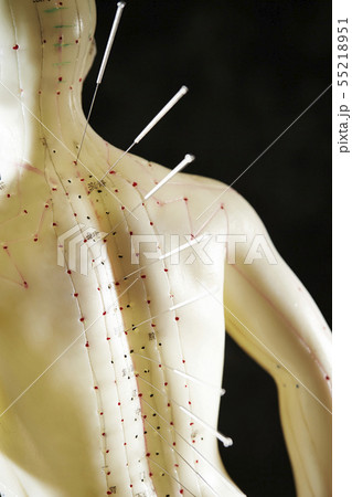 経路経穴鍼灸模型 針治療 東洋医学イメージの写真素材 [55218951] - PIXTA