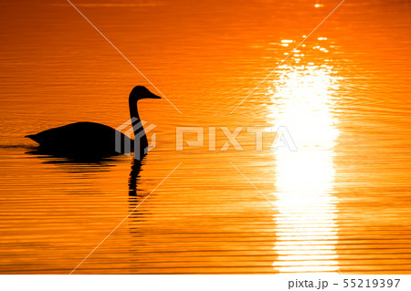 夕暮れの湖面を泳ぐ白鳥のシルエット 夕暮れの湖面を泳ぐ白鳥のシルエット 55219397