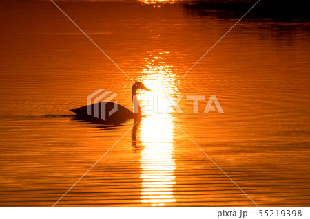 夕暮れの湖面を泳ぐ白鳥のシルエット 55219398