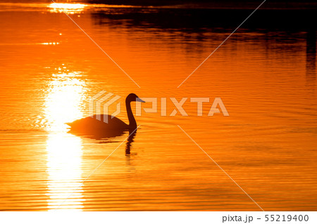 夕暮れの湖面を泳ぐ白鳥のシルエット 夕暮れの湖面を泳ぐ白鳥のシルエット 55219400