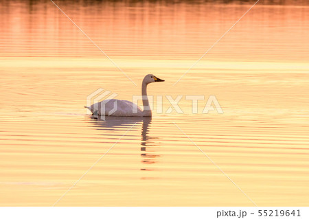 夕陽に染まるサルフツ川と白鳥 宗谷郡猿払村 夕陽に染まるサルフツ川と白鳥 宗谷郡猿払村 55219641