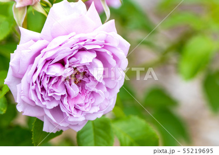 むらさき色のバラの花 むらさき色のバラの花 55219695