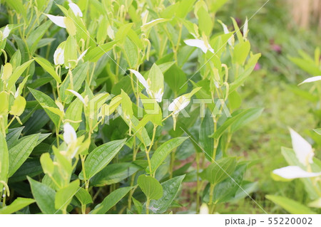 ハンゲショウの花 55220002