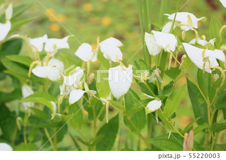 ハンゲショウの花 55220003