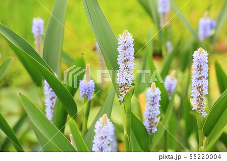 ポンテデリアの花 55220004