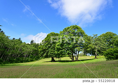 笹ヶ峰 牧場の写真素材 笹ヶ峰 牧場の写真素材