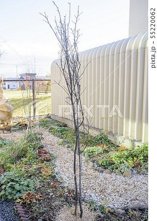 冬の庭 雪囲い 55220062