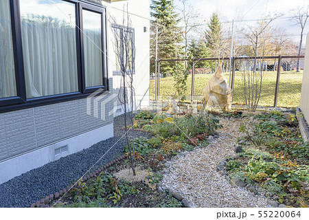 冬の庭 雪囲い 55220064