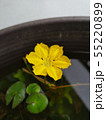 『一輪の花アサザ』 55220899