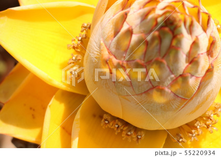 チョウキンレン 55220934